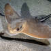 Common Eagle Ray - Photo (c) AILERONS, some rights reserved (CC BY-NC), uploaded by AILERONS