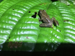 Craugastor melanostictus