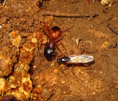 Camponotus sanctus