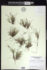 Carex deflexa