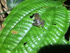 Craugastor melanostictus