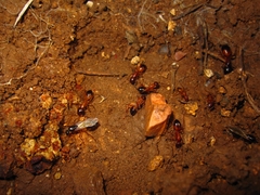 Camponotus sanctus