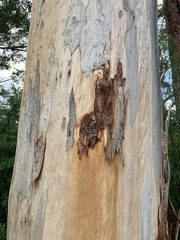 Eucalyptus diversicolor