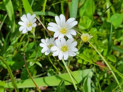 Cerastium strictum