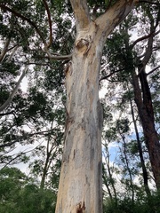 Eucalyptus diversicolor