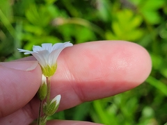 Cerastium strictum