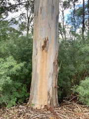 Eucalyptus diversicolor