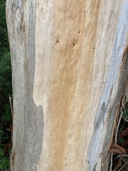 Eucalyptus diversicolor