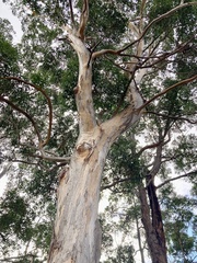 Eucalyptus diversicolor
