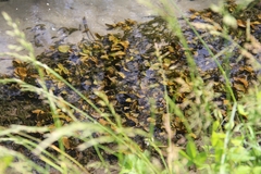 Potamogeton perfoliatus