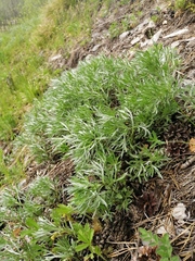 Artemisia sericea