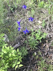 Delphinium treleasei