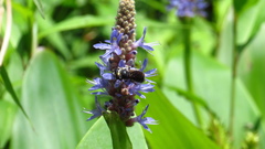 Lithurgopsis gibbosa