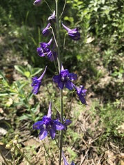 Delphinium treleasei
