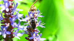 Lithurgopsis gibbosa