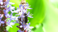 Lithurgopsis gibbosa