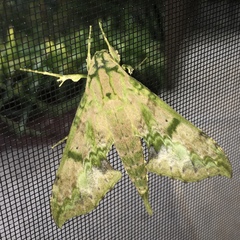 Xylophanes zurcheri