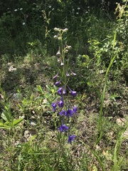 Delphinium treleasei