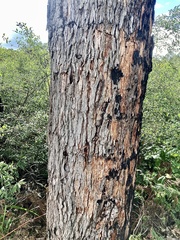 Corymbia calophylla