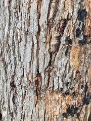 Corymbia calophylla