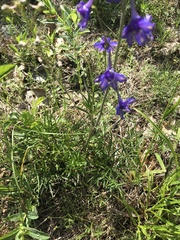 Delphinium treleasei