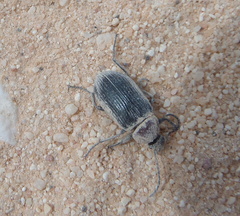 Heliotaurus ruficollis
