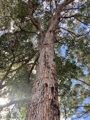 Corymbia calophylla