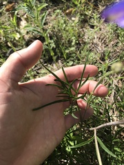 Delphinium treleasei