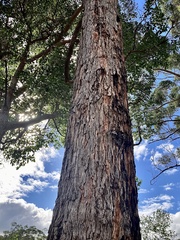 Corymbia calophylla