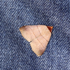 Plecoptera luteiceps