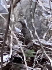 Geococcyx californianus