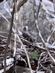 Geococcyx californianus