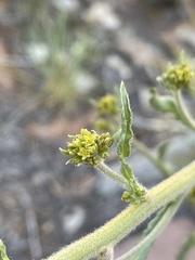 Eriogonum alatum
