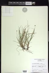 Carex deflexa