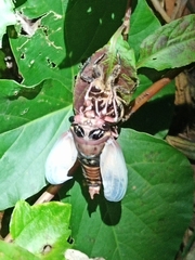 Cryptotympana holsti