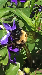 Xylocopa virginica virginica