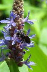 Lithurgopsis gibbosa