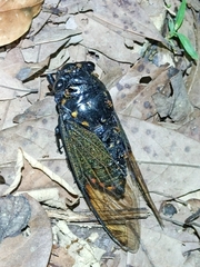 Cryptotympana holsti