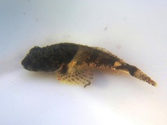 Artedius notospilotus