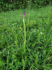 Anacamptis pyramidalis