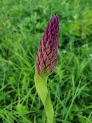 Anacamptis pyramidalis