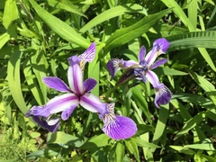 Iris versicolor