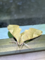 Clanis bilineata formosana