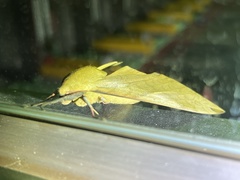 Clanis bilineata formosana