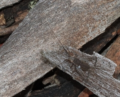 Eurepa marginipennis