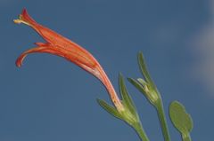 Dicliptera scutellata