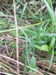 Stellaria palustris