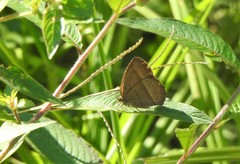 Capronnieria galesus