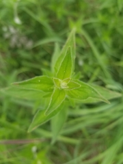Pycnanthemum verticillatum