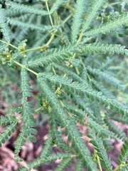 Acacia pentadenia